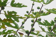 P1250119　イチジク