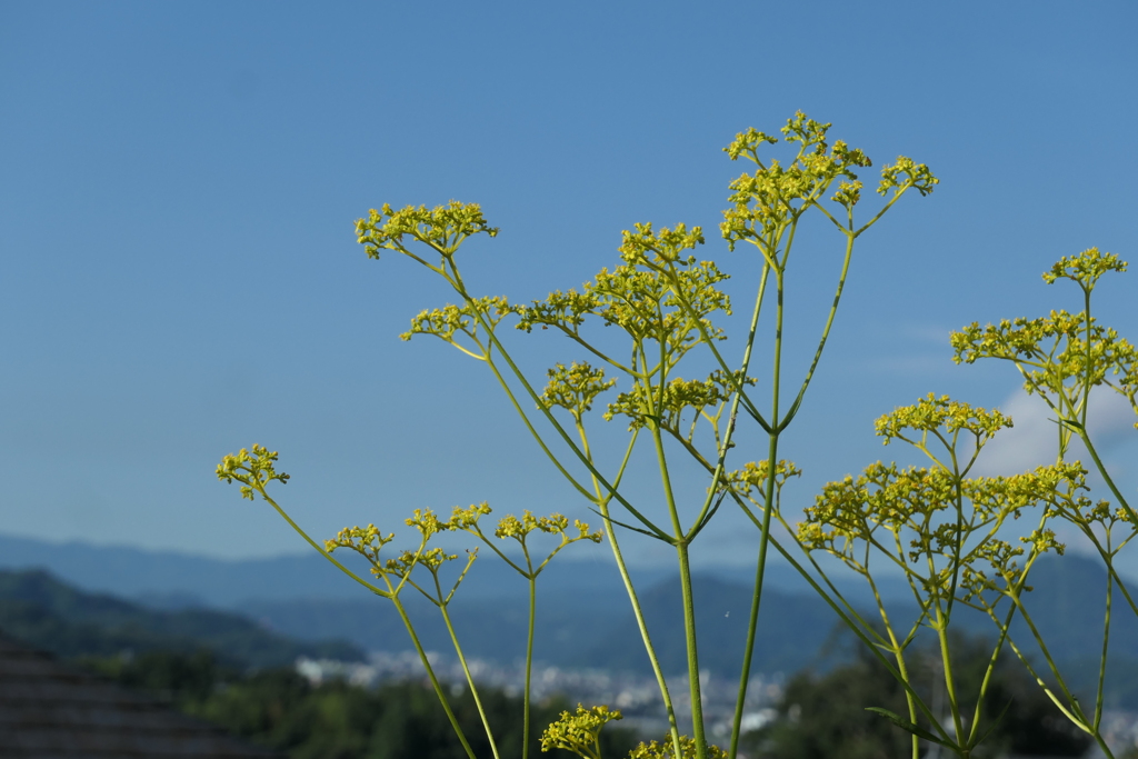 P1012647　オミナエシと青空