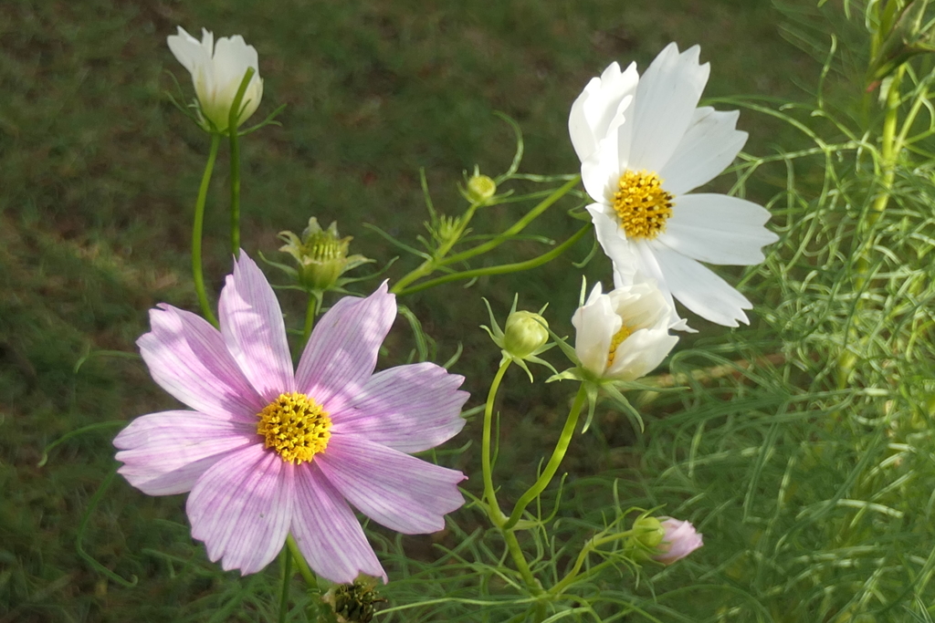 P1069273　朝の光に