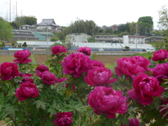 P1140918　牡丹の咲く風景