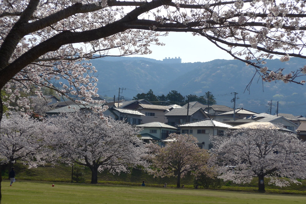 P1210544　桜は咲く…