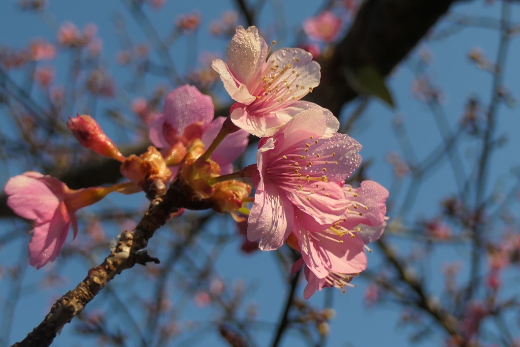 P1034921　冬の桜