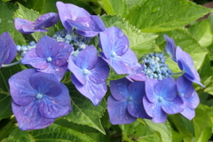 P1012221　雨の中に