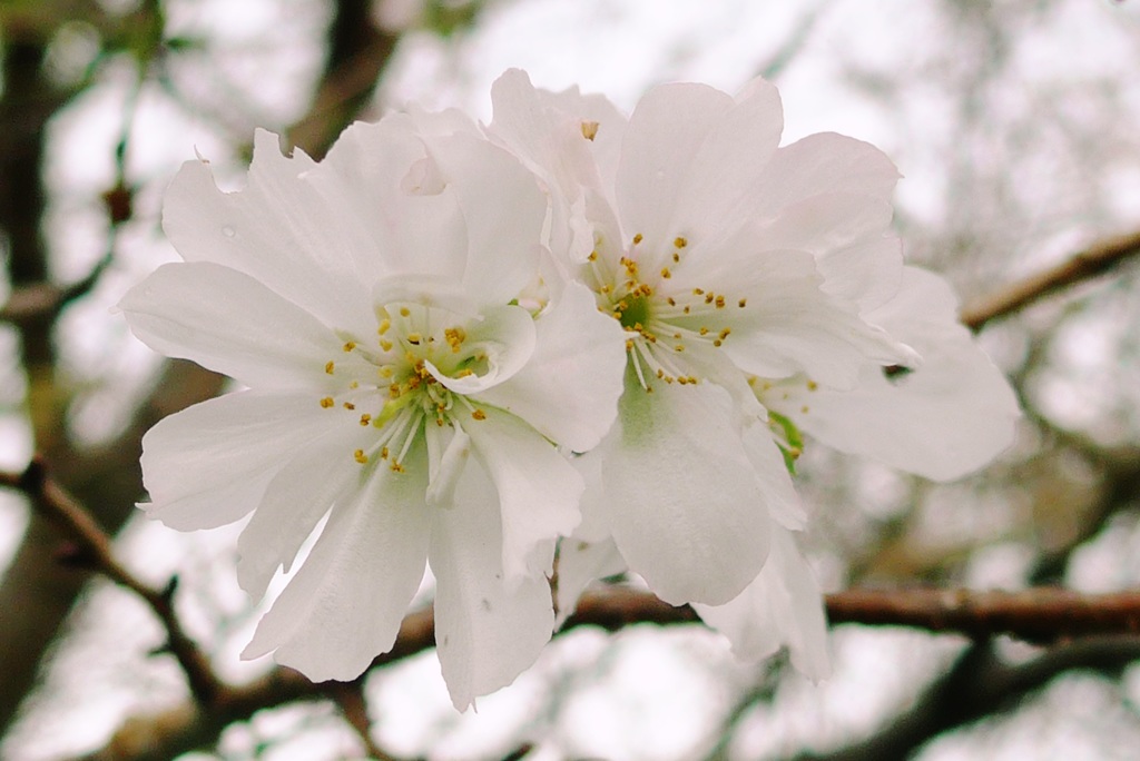 P1110924　十月桜