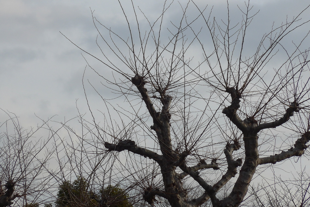 P1290205　冬木立