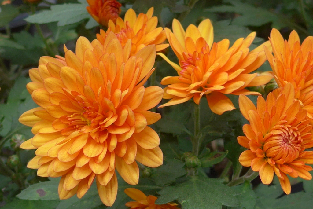 P1120428　「菊まつり」にて