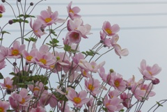P1250118　秋の風に揺れて