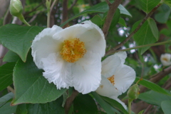 P1360174　夏椿