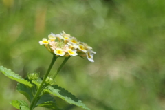 P1024143　ランタナ