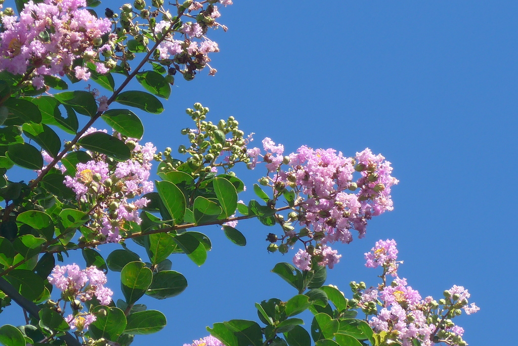 P1280244　サルスベリ