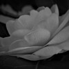 P1290084 (2)　ツバキ