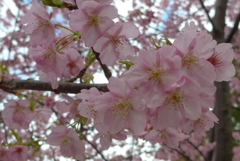 P1370604　河津桜