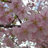 P1370604　河津桜