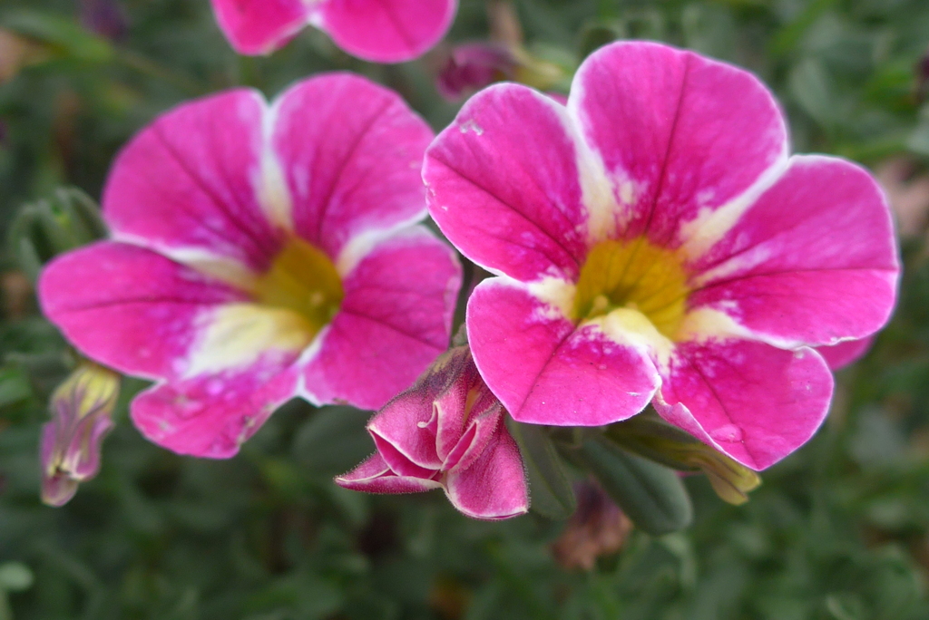 P1270874　夏の花壇で