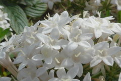 P1300887　博愛（花言葉）