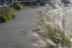 P1360942　秋の散歩道