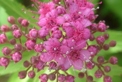 P1220822　シモツケ