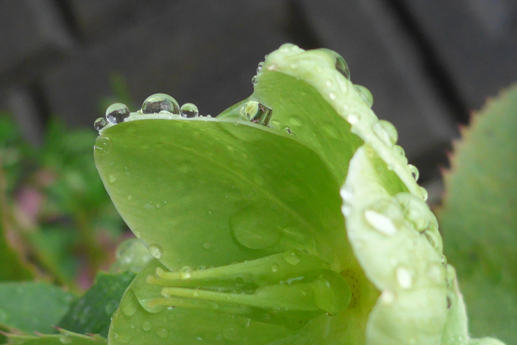 P1070536　雨に…。