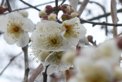 P1370362_edited　白梅
