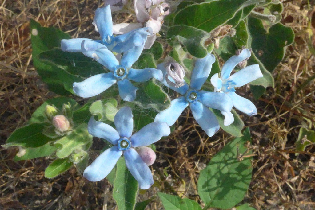 P1230287　水色の花
