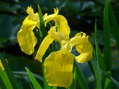 P1090049　水辺の花