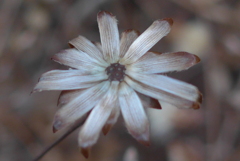 P1250804　冬枯れ花