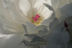 P1068456　ふんわり