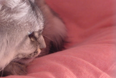P1130268　まだ眠いです…