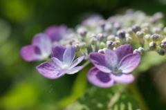 R0353544　紫陽花
