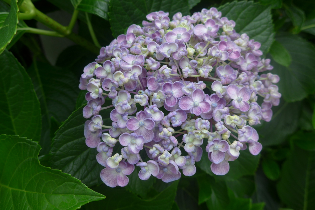 P1160206　アジサイ♪