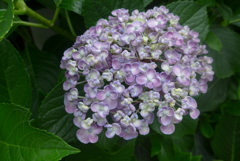 P1160206　アジサイ♪