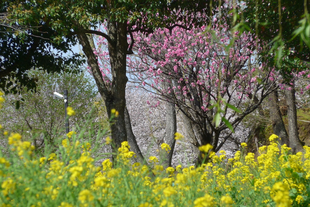 P1210353　なのはな、はなもも、さくら