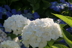 P1012351　眩しい白