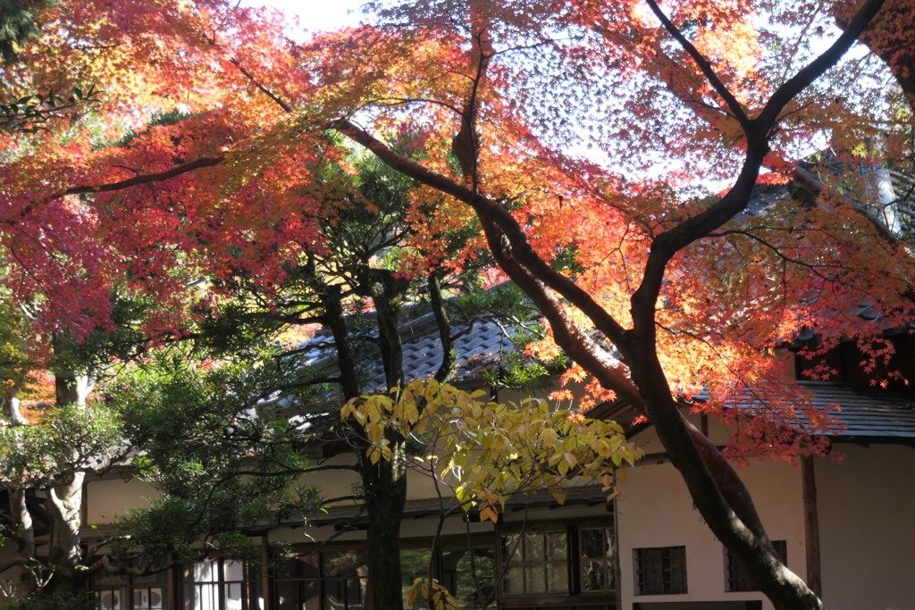 P1069632　楽寿館と紅葉