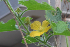 P1390003　野菜の花