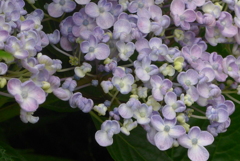 P1270607　おたふくあじさい