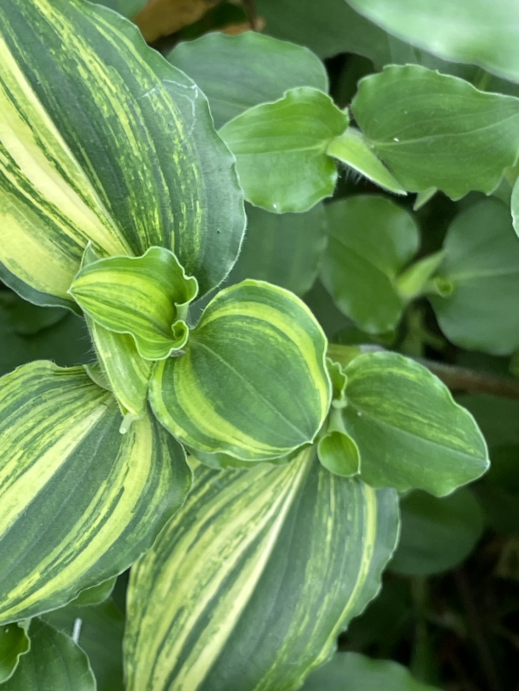 IMG_0272　マルバツユクサの葉