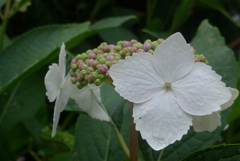 P1270391　アジサイ