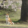 P1210369　お行儀よく～♪