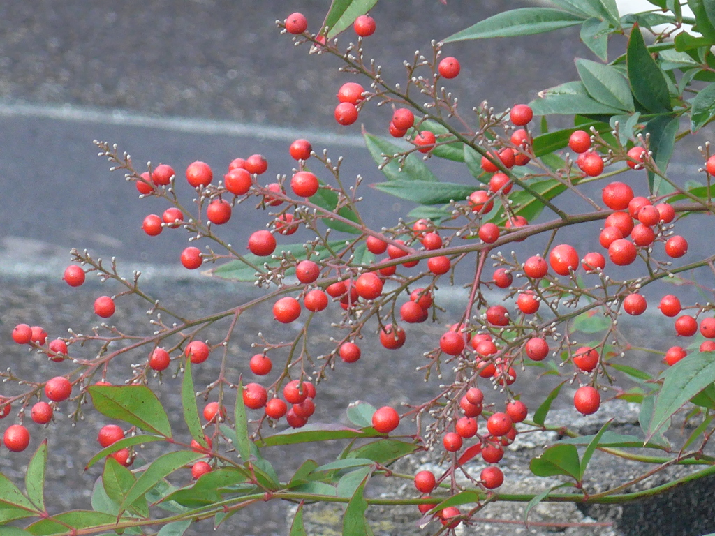 P1120672　ナンテン