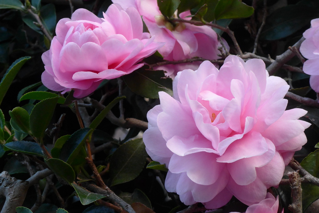 P1370143　山茶花
