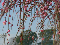 P1130699　枝垂れ梅