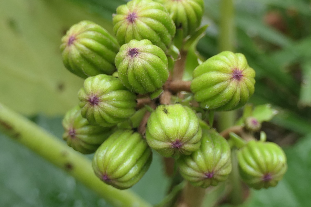 P1080864　ツワブキの蕾