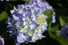 R0353559　紫陽花