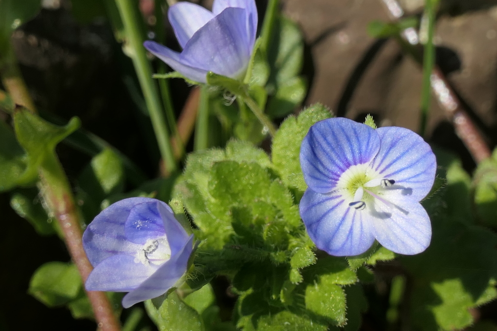 P1000943　小さな野の花