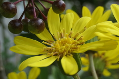 P1080931　ツワブキ