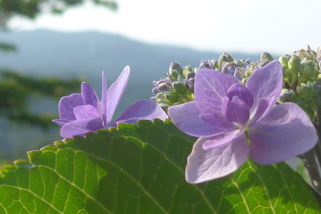 P1160195　あじさい