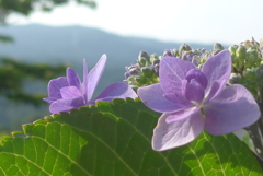 P1160195　あじさい