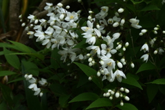 P1079969　ヒメウツギ