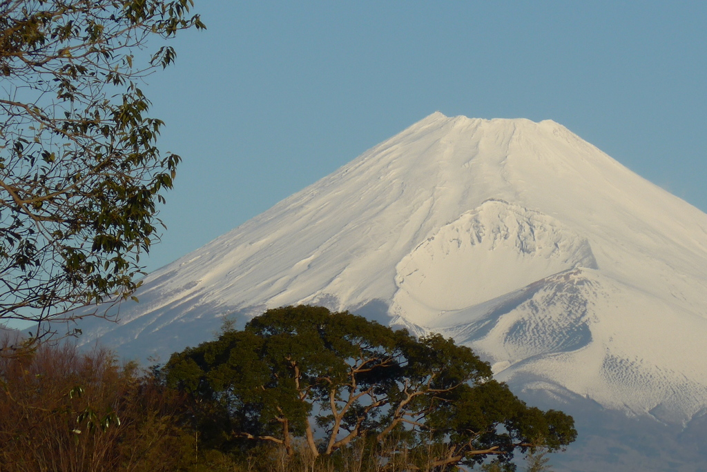 P1190669　1月9日 今朝の富士山